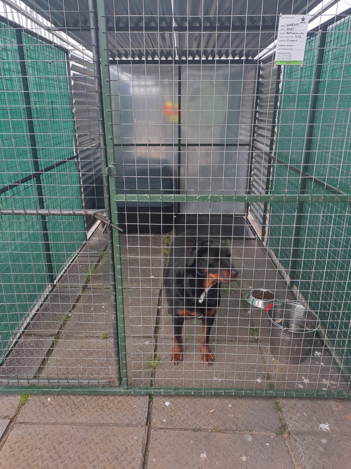 Security Guard Dogs - Vigour Security Cape Town